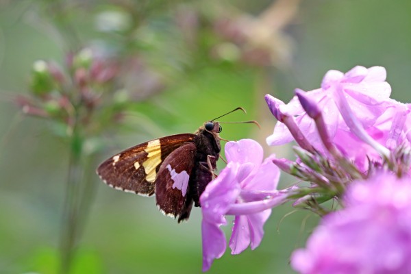 Silver Spotted Skipper by Deb Oppermann
